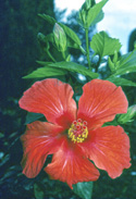 Hibiscus.jpg